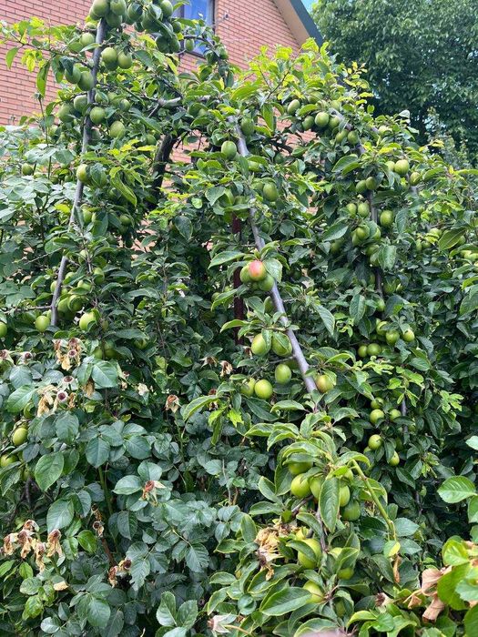 Продам. Будинок, дача, Осокорки Садова 80, поруч Дніпро, пляж