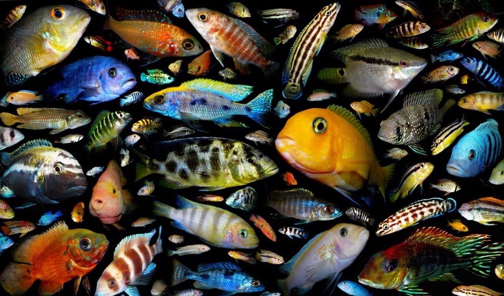Большой выбор Африканских Малавийских Цихлид Аквариумные Рыбы