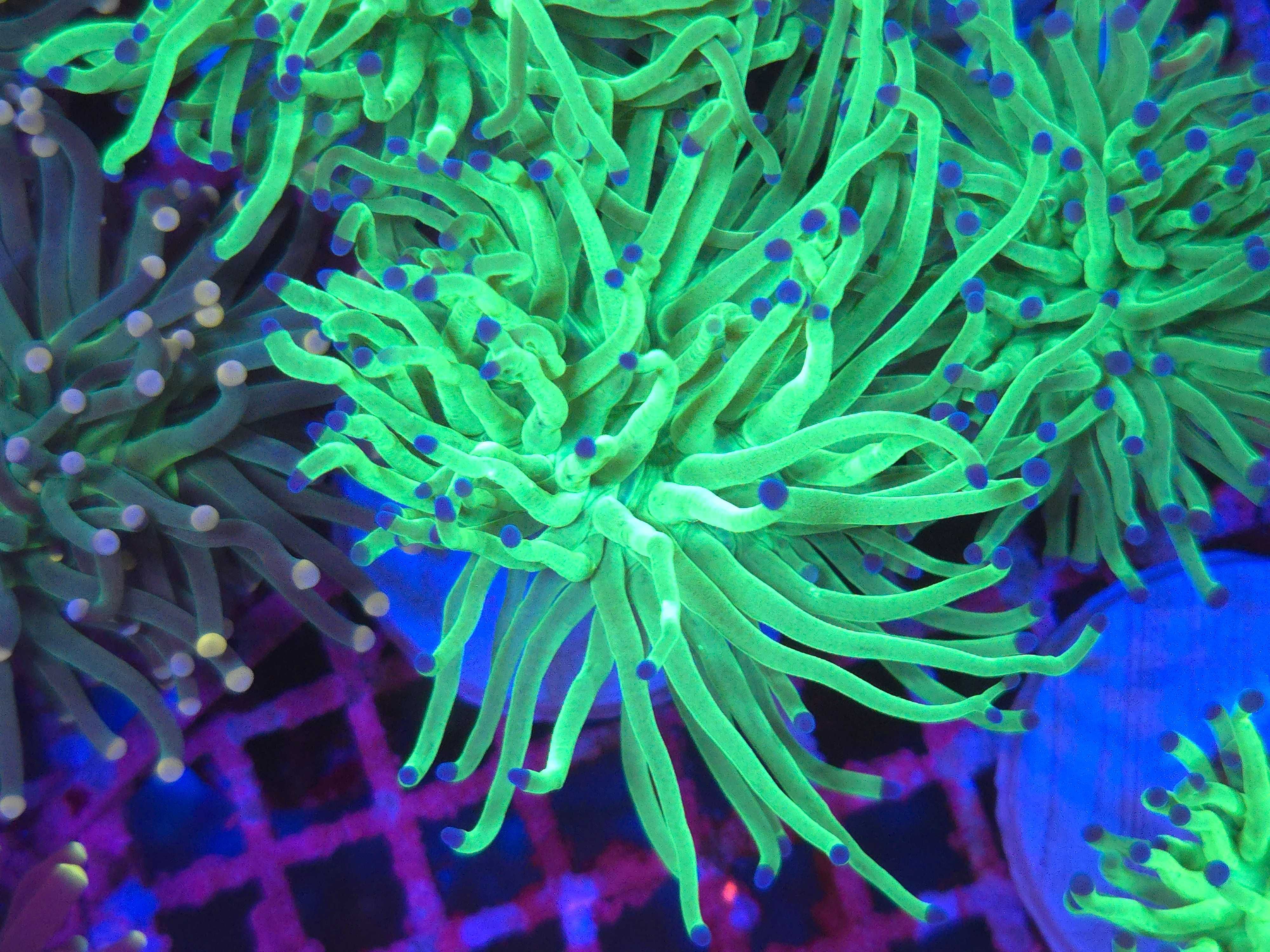 Euphyllia glabrescens Toxic Green Blue Tip Akwarystyka morska