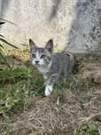 Gatinho para adoção