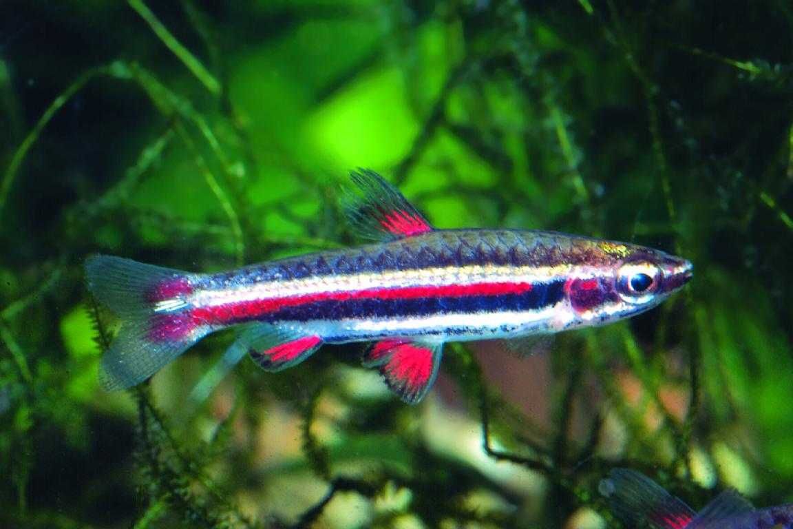 Drobnoustek obrzeżony - Nannostomus marginatus - dowóz, wysyłka