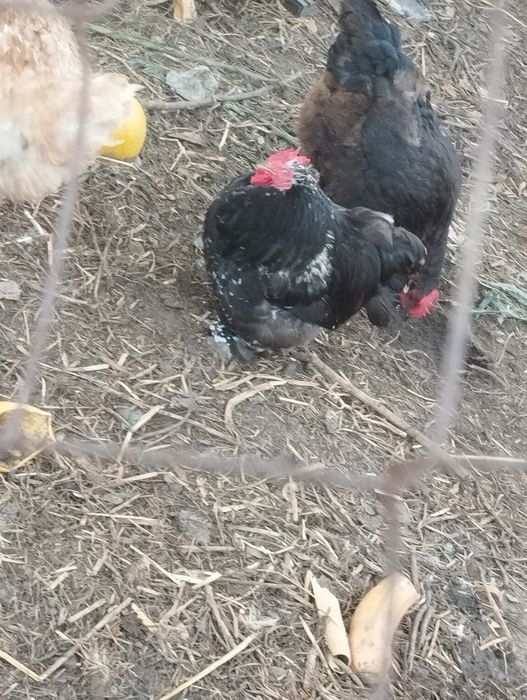 Продам питухів .