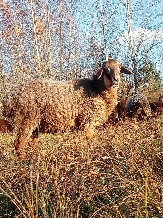 Продам баранів гиссар кросс допер  романівськіх