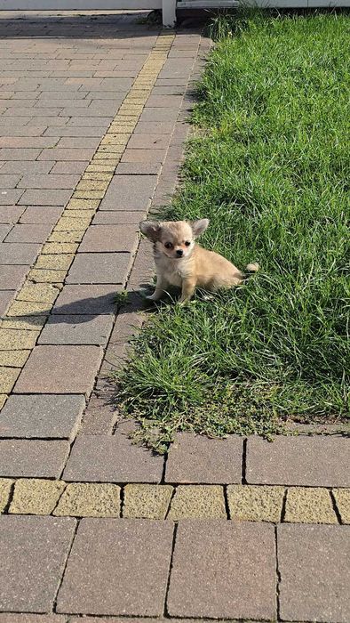 MINI Piesek Chihuahua Długowłosy Zkwp FCI Biszkoptowy