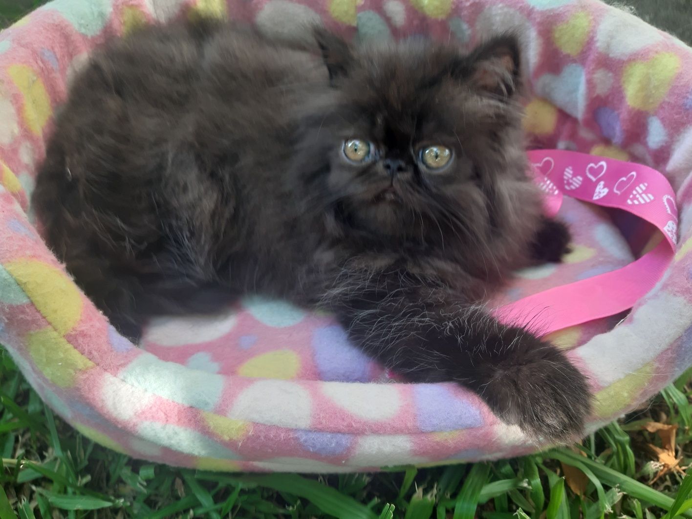 Gato persa preto