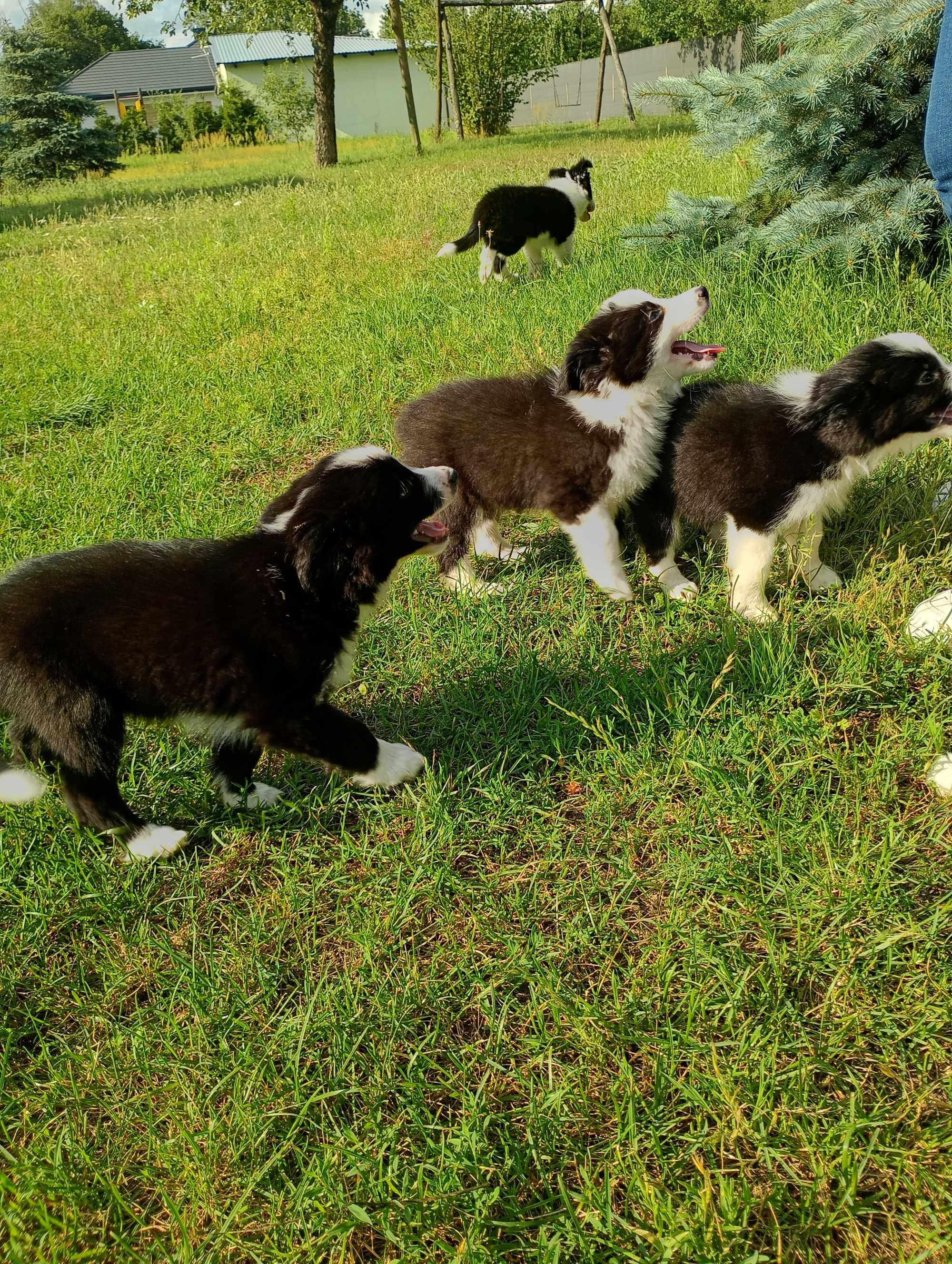 Border Collie szczeniaczek