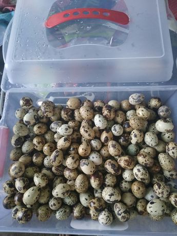Cadornizes japonicas xxl e Ovos para reprodução e alimentação