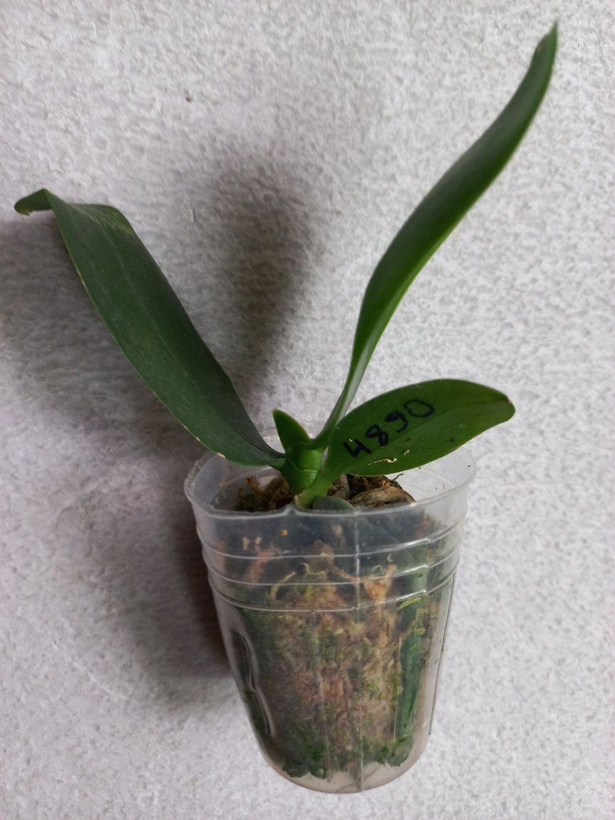 Орхидея ароматная Phal. Zheng Min Anaconda