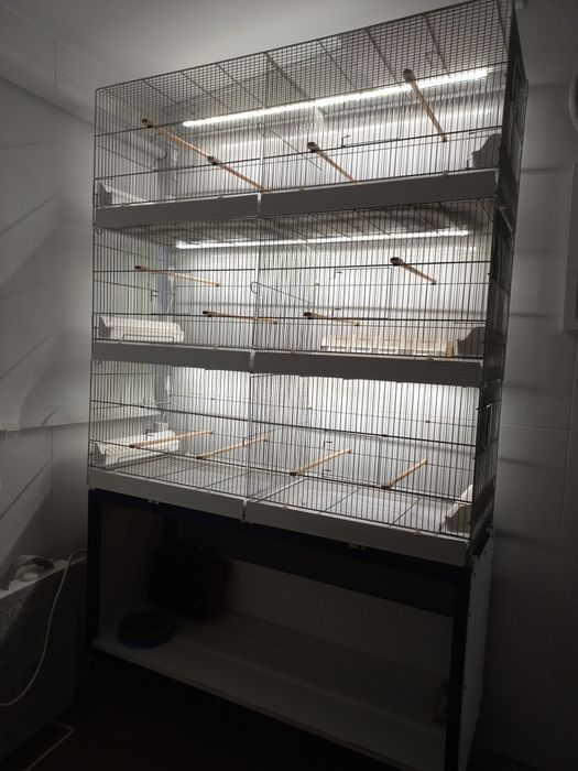 Voadores italianos (viveiros)