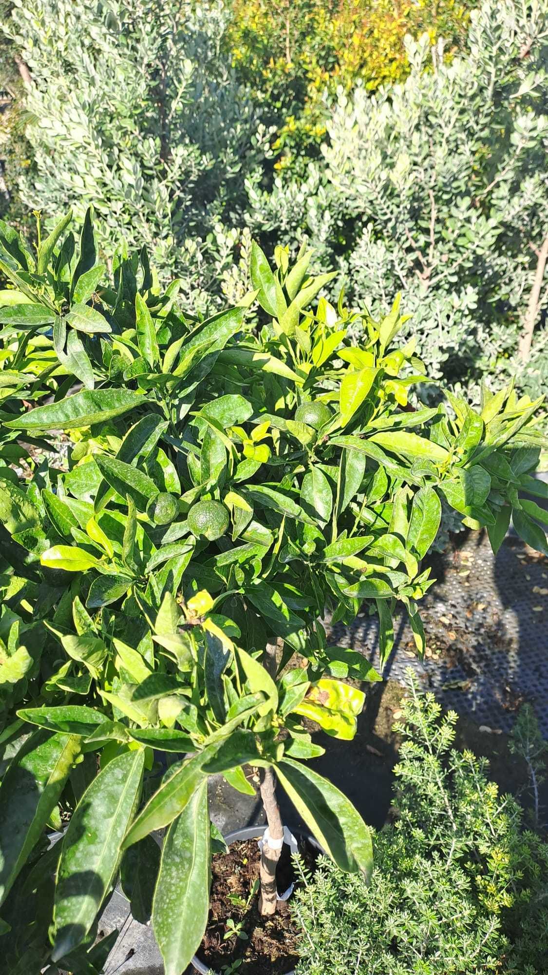 TANGERINEIRAS E LIMAS (CITRUS RETICULATA, CITRUS LATIFOLIA)