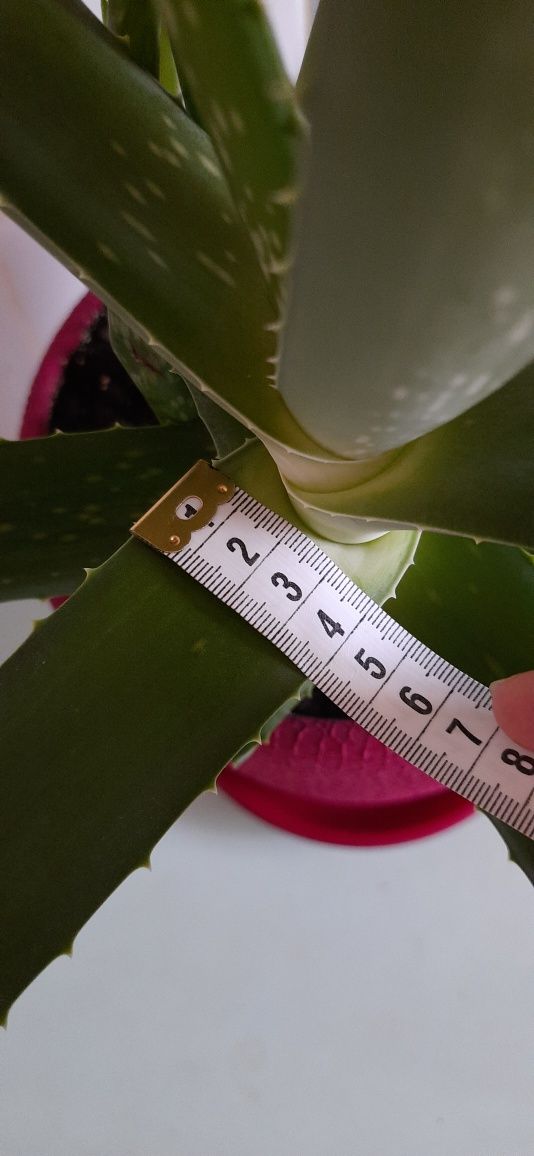 АЛОЕ ВЕРА лікувальний домашній, вазон ALOE VERA комнатный, квітка Алоє