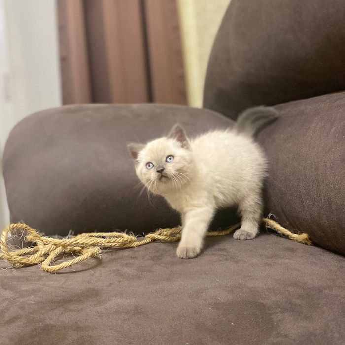 Котята Блю поінт скоттиш страйт, шотланське кошеня хлопчик