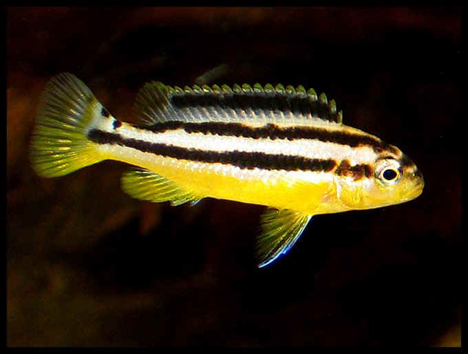 Pyszczak złocisty Melanochromis Auratus Malawi