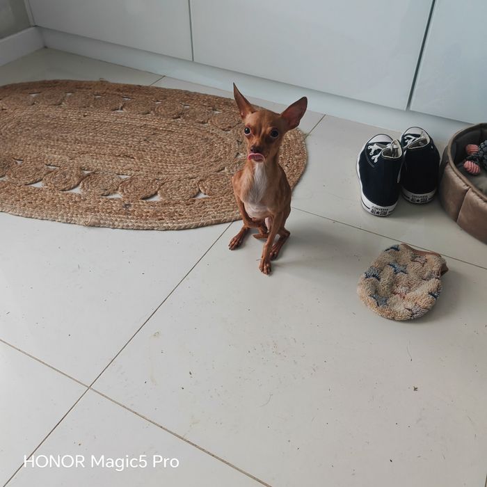 Toy rosyjski SAMIEC 2,1kg 2 lata RATLEREK sarenka PASZPORT