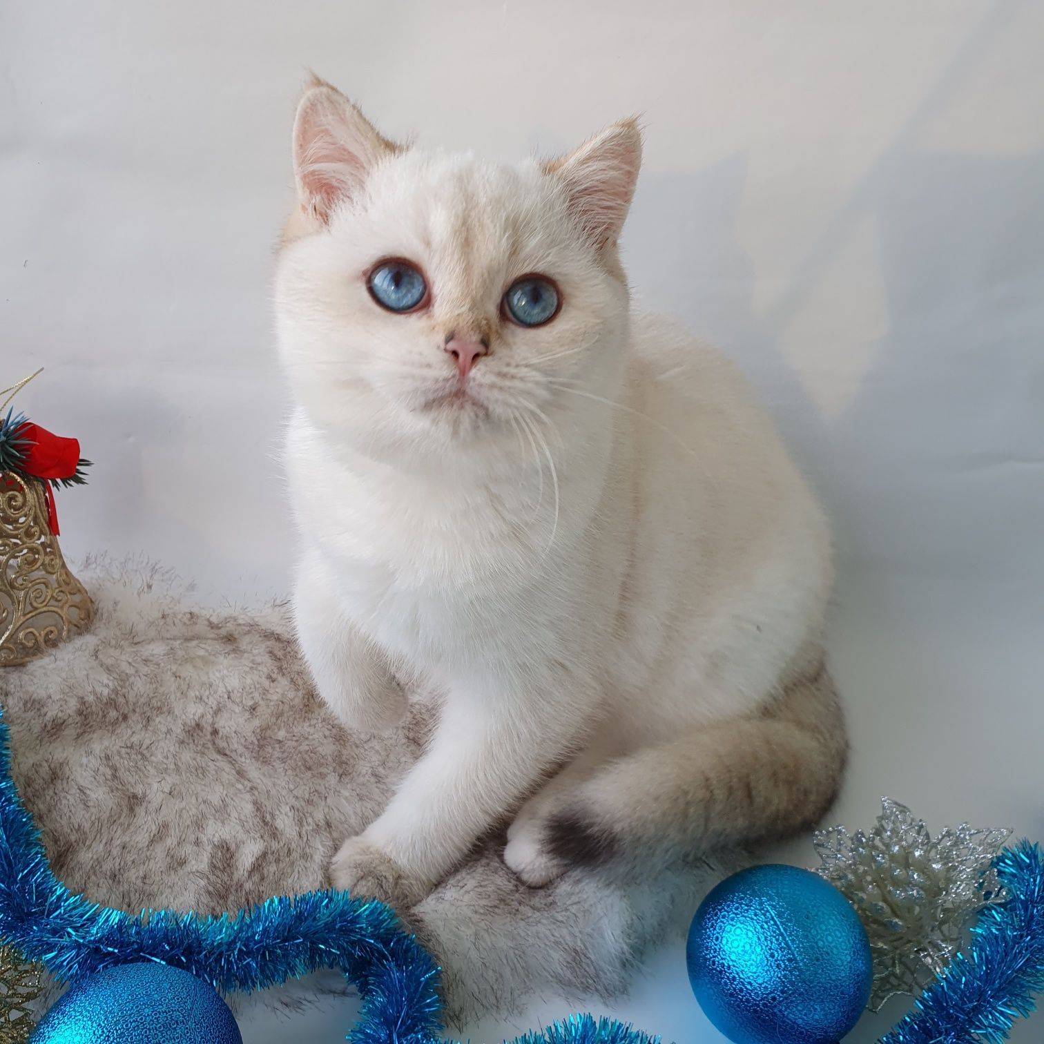 Красивый британский котик с небесным цветом глаз. Котята, котик Киев