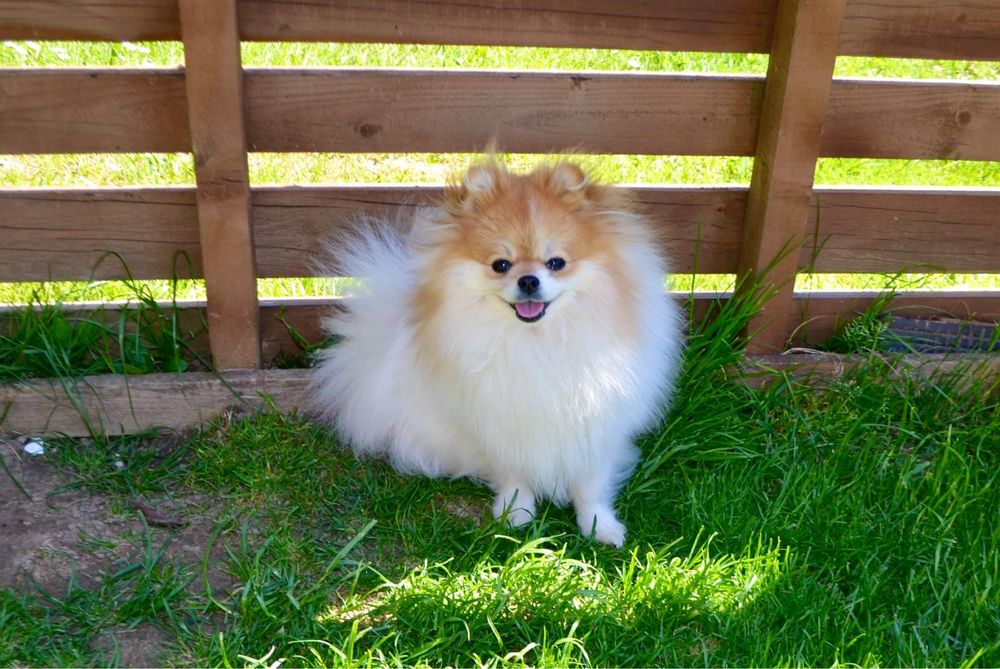 Biała suczka Szpic miniaturowy do odbioru+Paszport Pomeranian Zkwp FCI