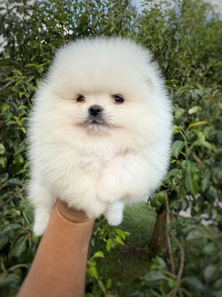 Szpic miniaturowy Pomeranian Suczka Zkwp FCI
