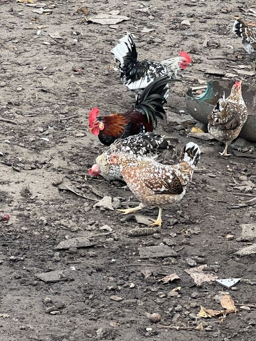 Кури та півні породи Амереканки