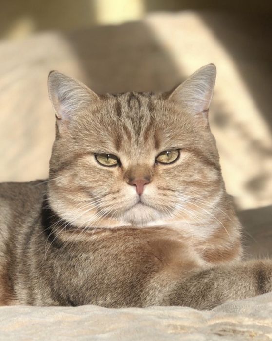 Кошеня шотландська шиншила