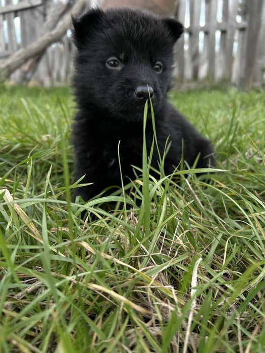 Цуценята породи німецької вівчарки