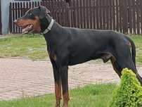 Doberman Pies sprawdzony