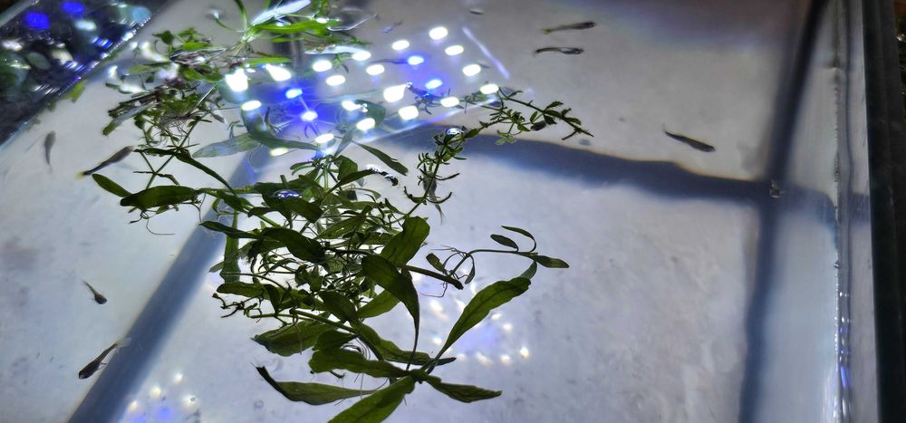 Sprzedam rybki Gupiki