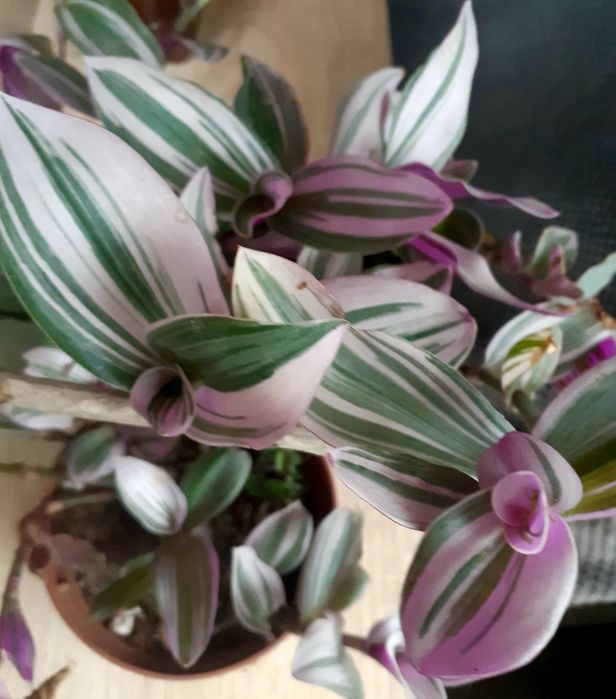 Традисканція кімнатна смугаста,кольорова