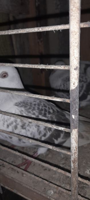 Żałobniki gołebie