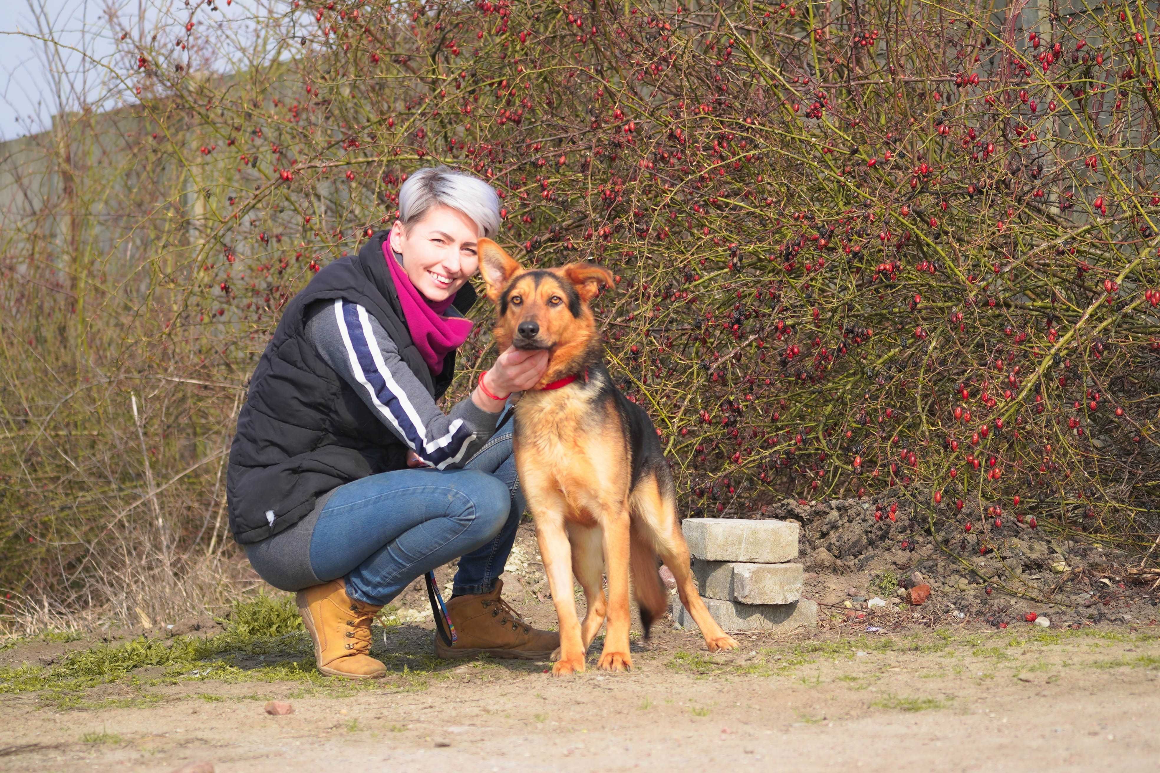 Bark - młody pies w typie owczarek niemiecki