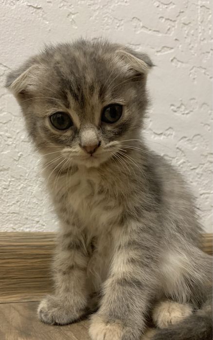 Віддам кошенят в добрі руки