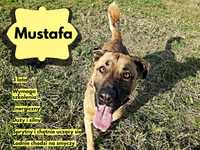 Mustafa, piękny pies dla doświadczonego opiekuna.