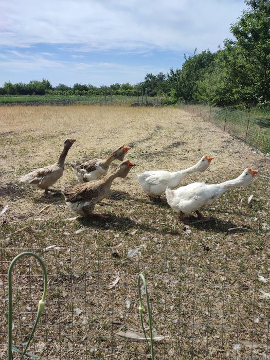 Продам гусей холмогорів та тульських горбоносих