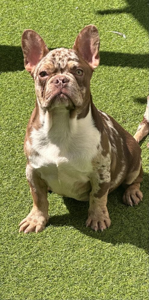 Bulldog frances rojo Merle de olhos verdes