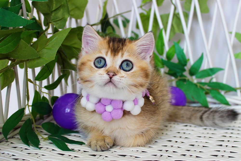 Британський котик Ірвін