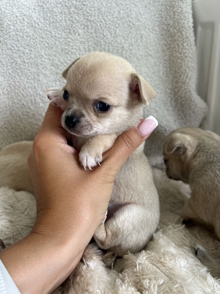 Suczka chihuahua