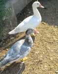 Aves patos mudos