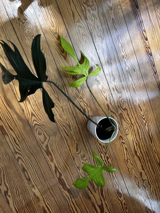 Philodendron Florida Beauty