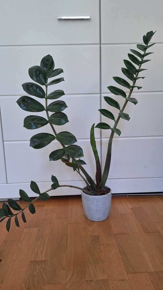 Zamiokulkas zamia