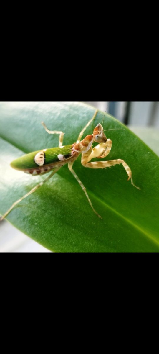 Modliszki creobroter elongata L1-L2