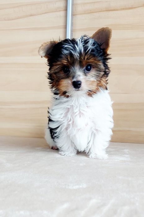 YORK minimini Chłopczyk  biewer rozmiar XXS GOTOWY do odbioru