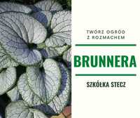 Brunnera Silver Heart - Pakiet 5 szt