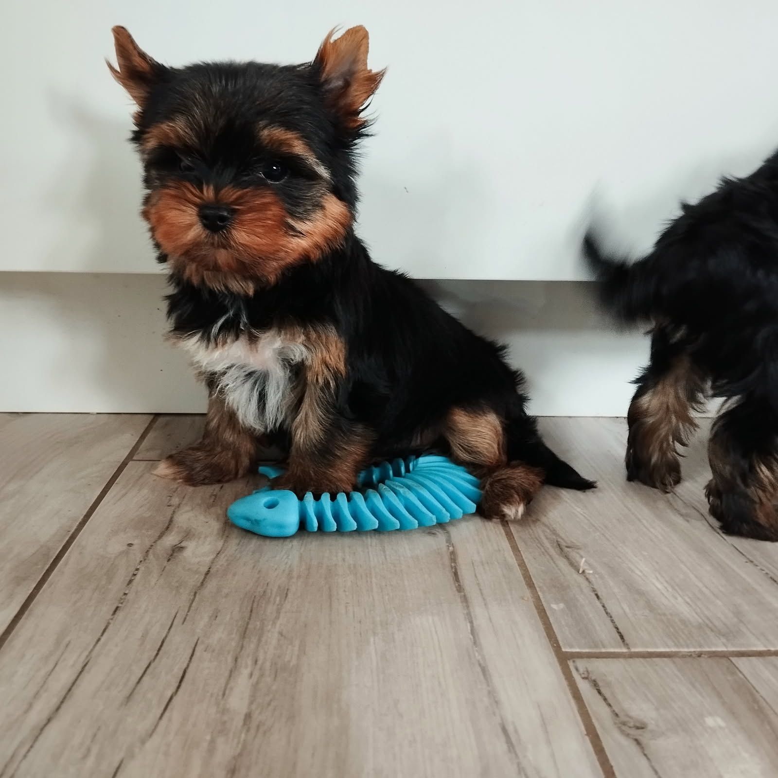 Yorkshire terrier miniaturowy samczyk z Rodowodem