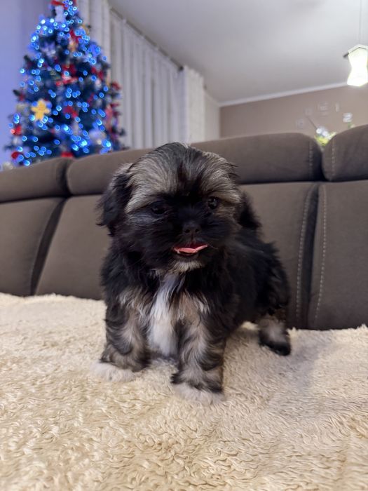 Śliczna Suczka Shih Tzu Gotowa Do Odbioru