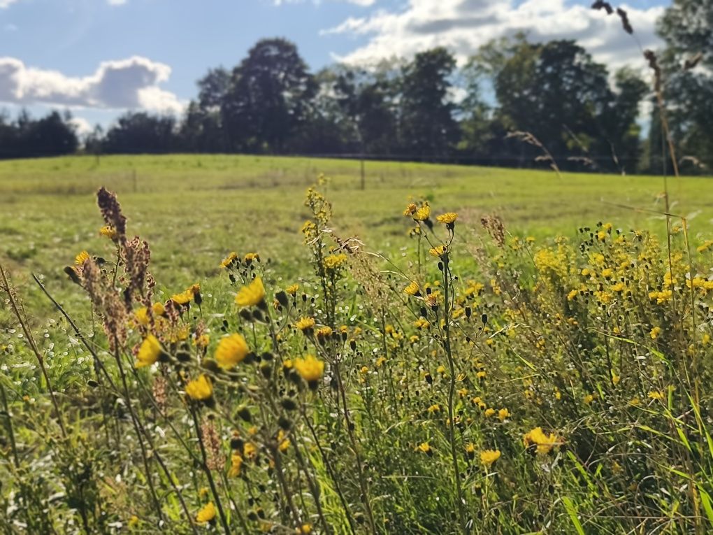 Piękne działki w okolicy jeziora Narie. Cisza natura. Super inwestycja