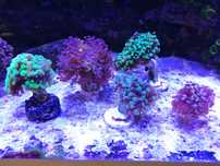 Euphyllia Gold, green, bicolor, inne - zestaw Euphylia 5szt paraancora