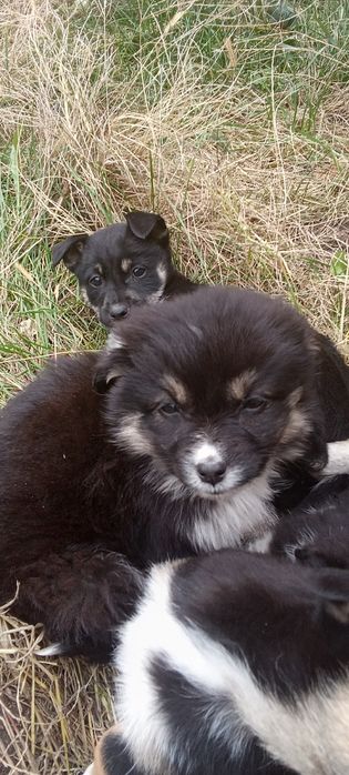 Oddam za darmo szczenięta