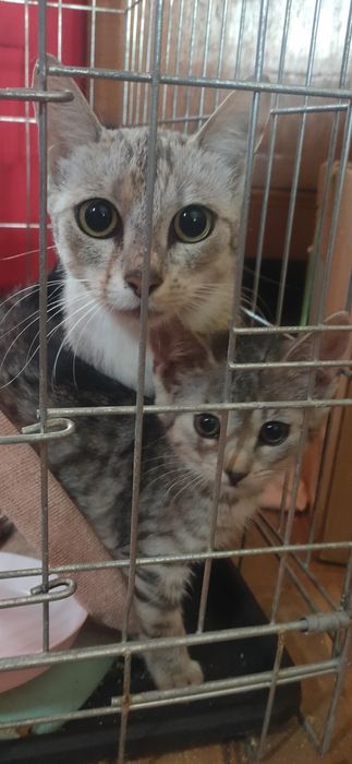 Szczerosrebrna kocia mama Tygryska szuka najlepszego domu