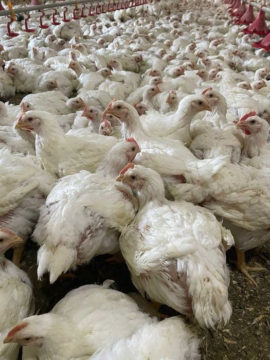 Продаємо бройлерів