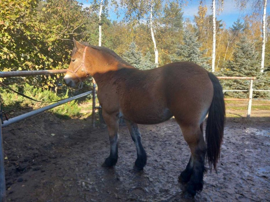 Młoda źrebica/klacz PKZ koń zimnokrwisty