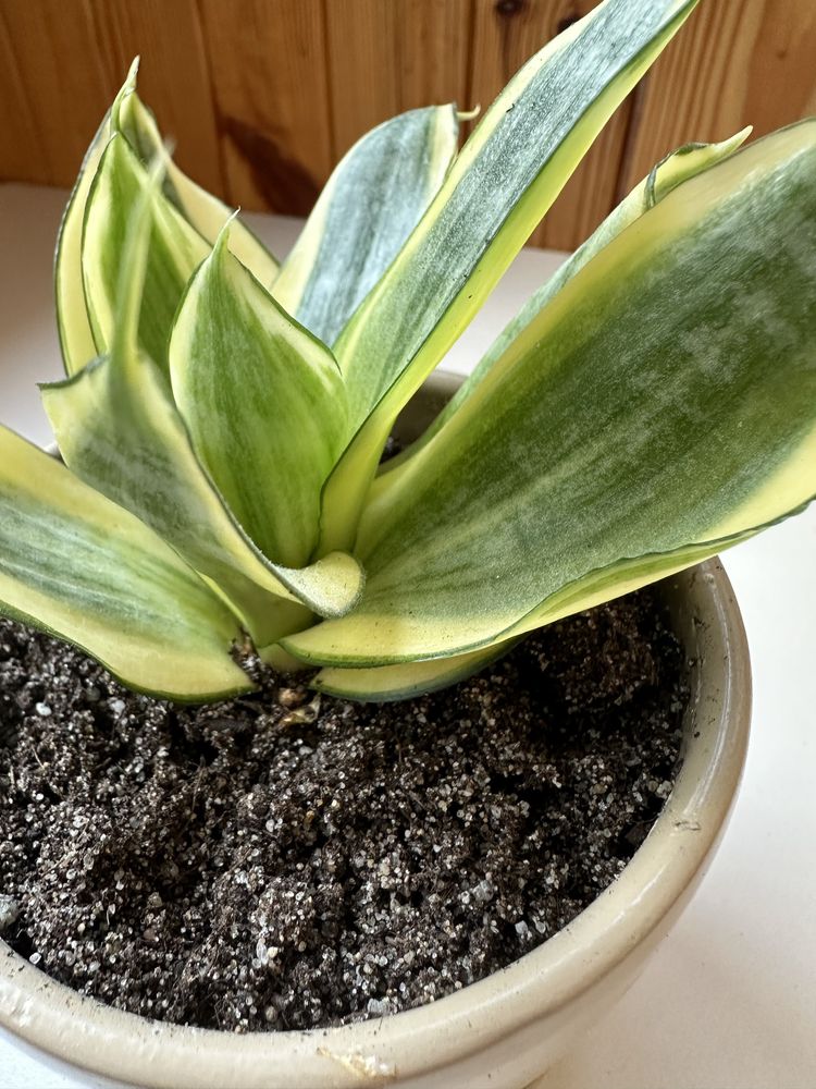 Sansevieria Golden Hahnii/ сансевієрія Голден Хані